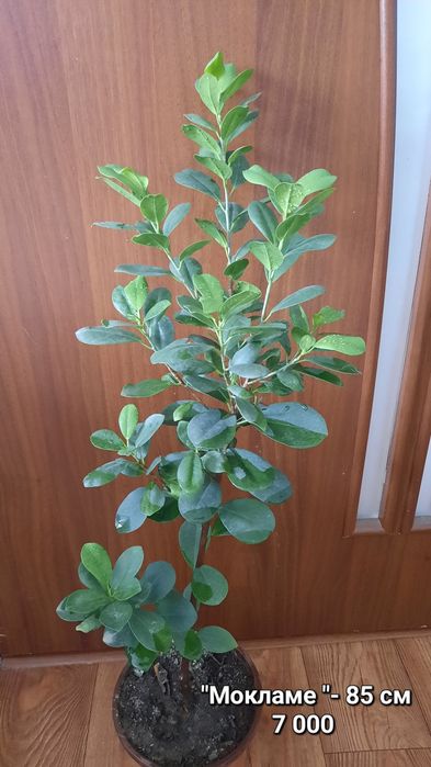 Фикусы.  различных сортов.