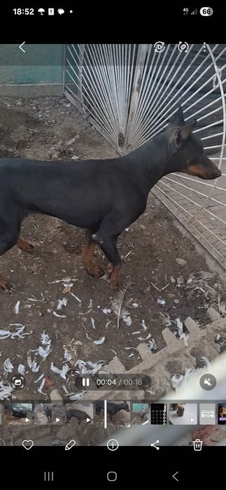 Доберман сатылады. Обмен бар.