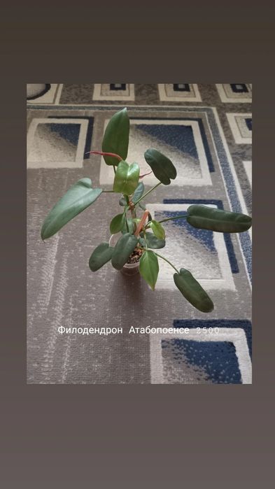 Филодендрон, растения, цветы