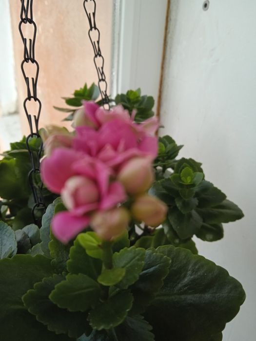 Продам каланхоэ махровый розовый