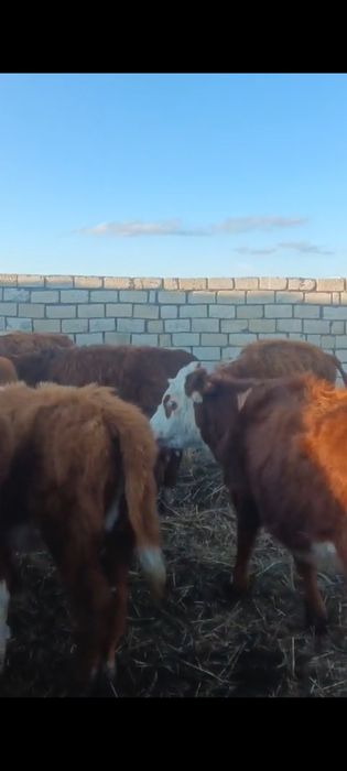 Баспақ қашарлар сатылады