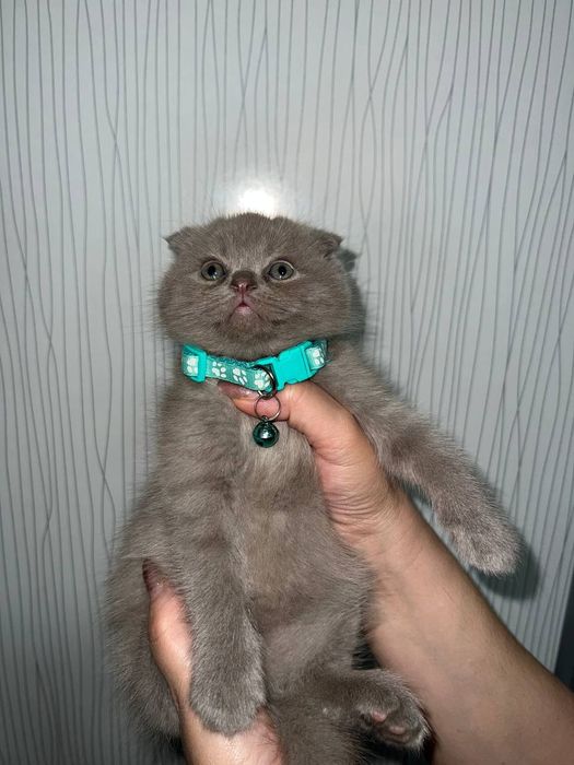 Продаются котята скоттиш фолд ,страйт