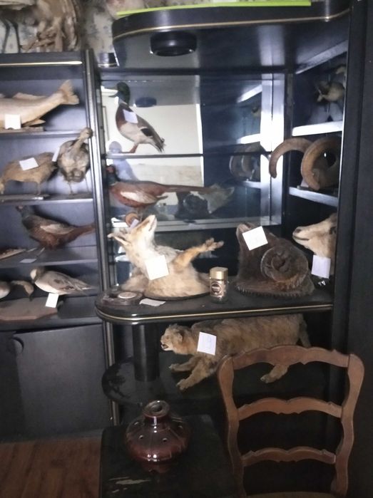 Чучела птиц и животных
