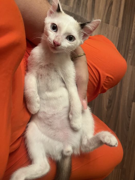 ОТДАМ котенка в добрые руки