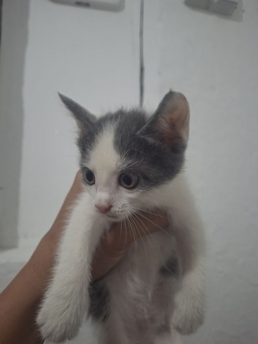 Отдам котенок  добрые руки