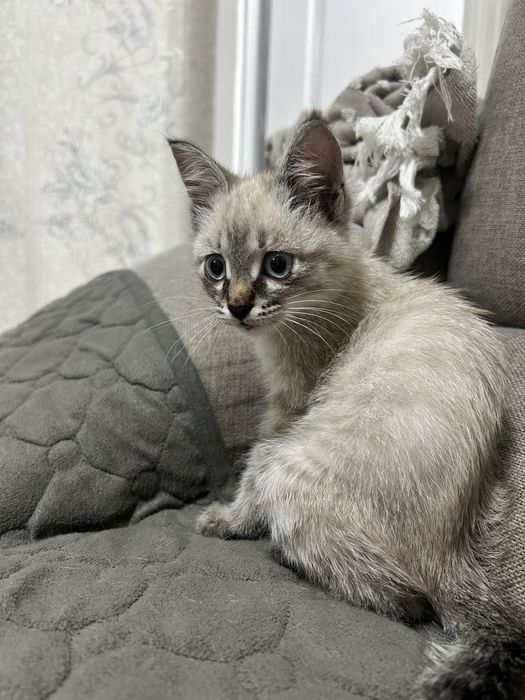 Котёнок в добрые руки