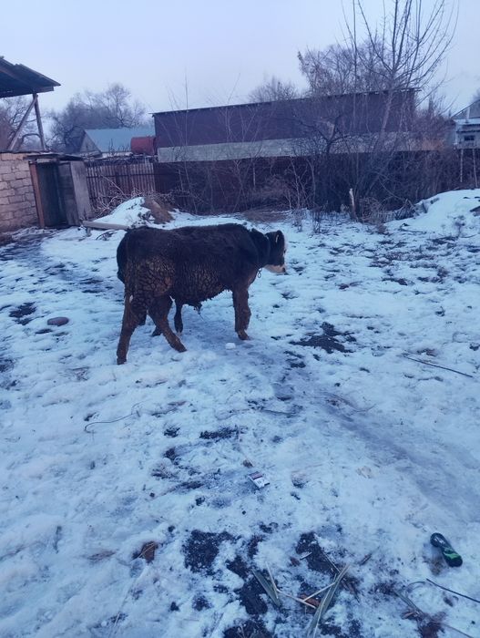 Телята на продажу