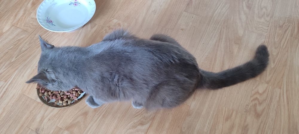 отдам кота в хорошие руки, мальчик