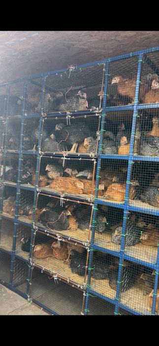 Pui porumbaci rasa mixta