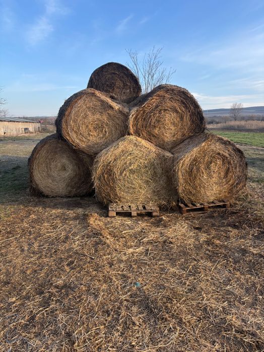 Vând baloți de lucernă