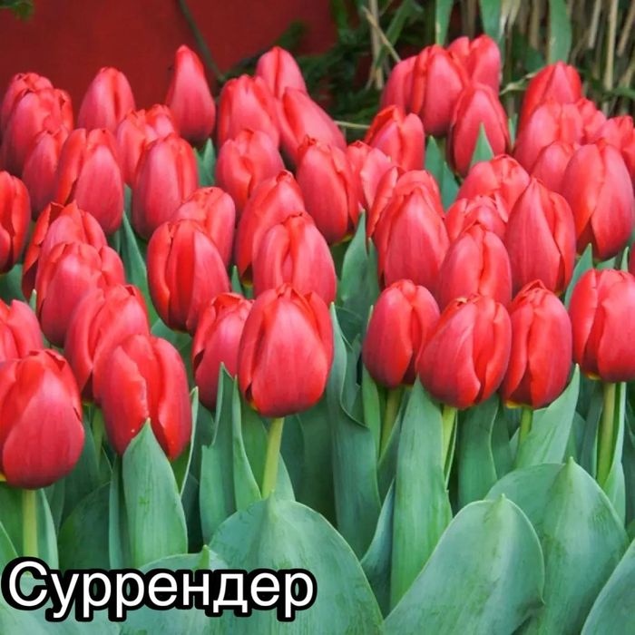 Оптом тюльпаны  местные