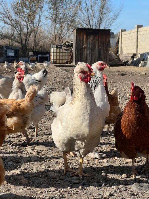 Продам инкубационный яйцо