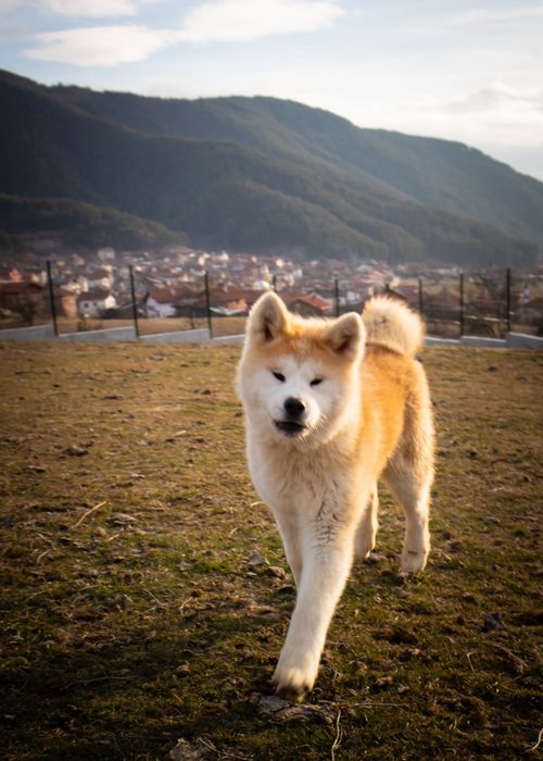 Акита ину японска