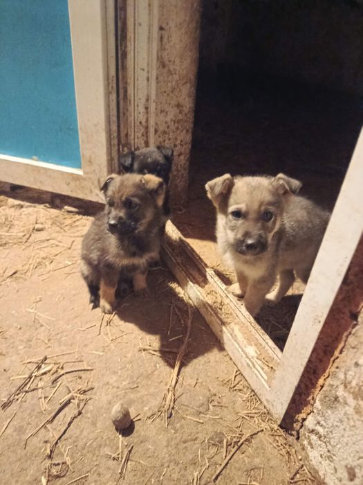 Щенки немецкой овчарки