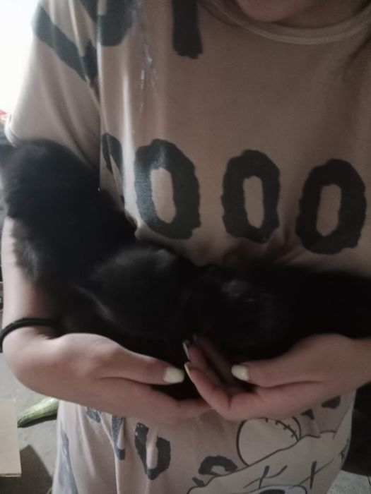 Отдам котят срочно