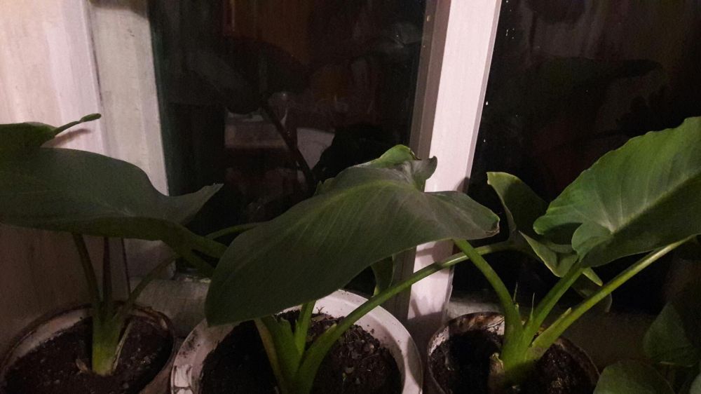 комнатные цветы каллы и гиппеастриус