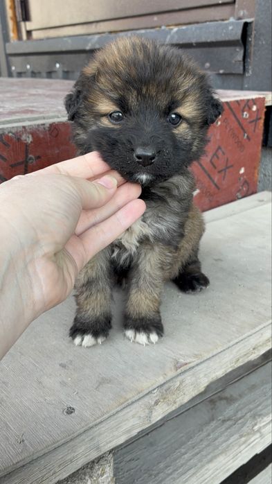 Бездомные щенки девочки и мальчики