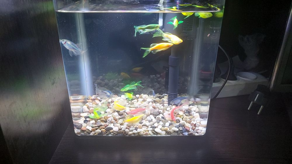 Продаётся аквариум вместе с рыбками данио