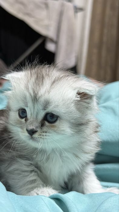 Котенок девочка скоттиш фолд (шотландка)