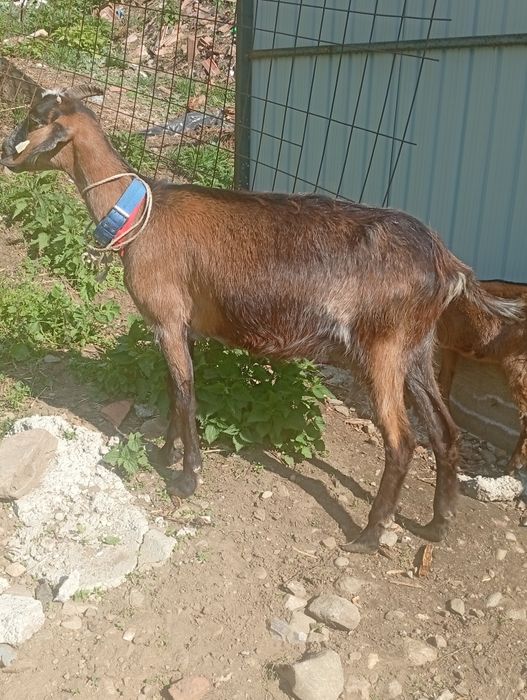 Capra anglonubiana