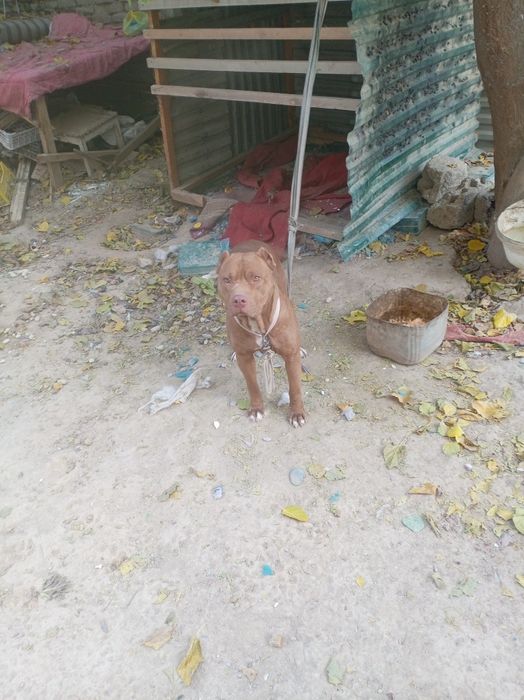 Пидбул сатиляпти