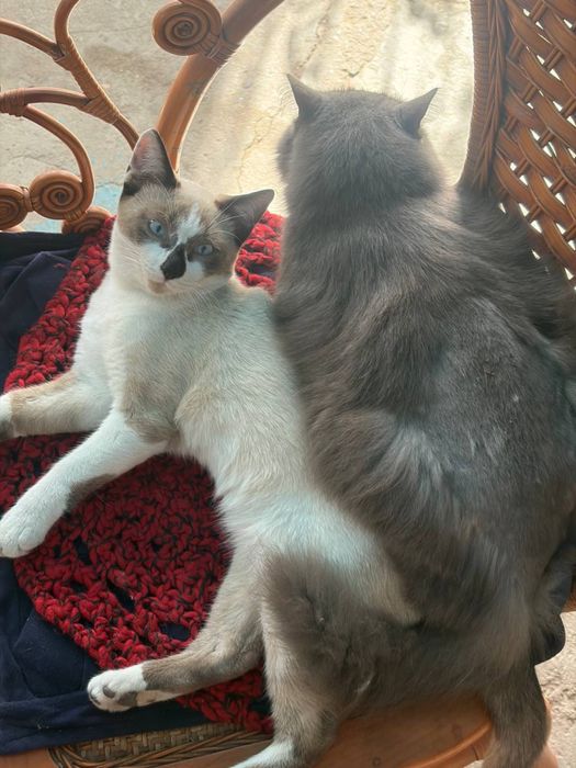 Котенок сиамский мальчики 6 мес в добрые руки!