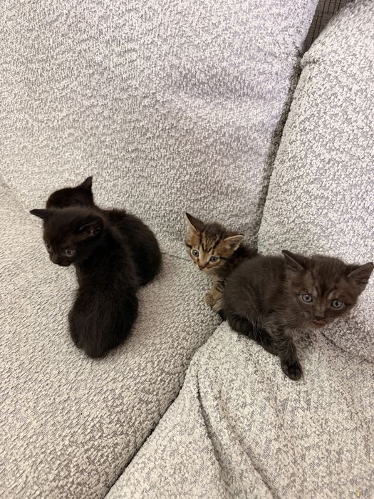 Отдам котят в добрые руки