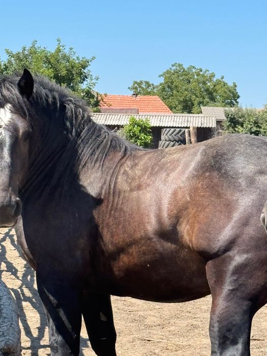 2 Armăsari de vânzare