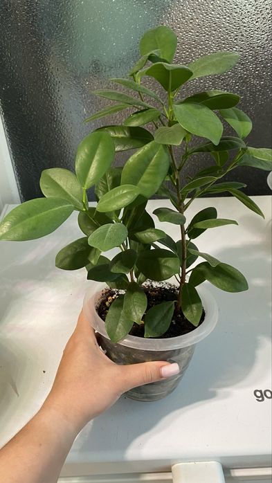 Фикус мокламе, фикус моклейм