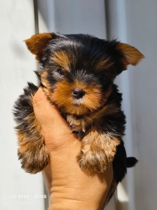 Йоркширский терьер