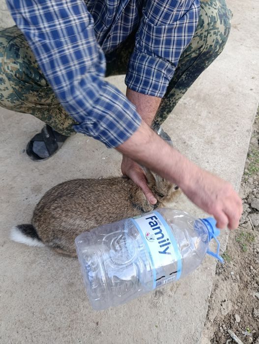Продаются кролики