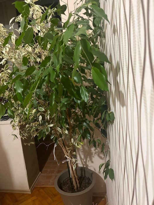 растение Фикус Бенджамин