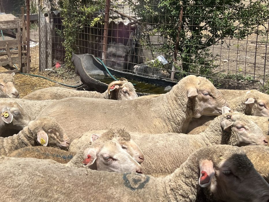 Oi merinos de palas de vanzare