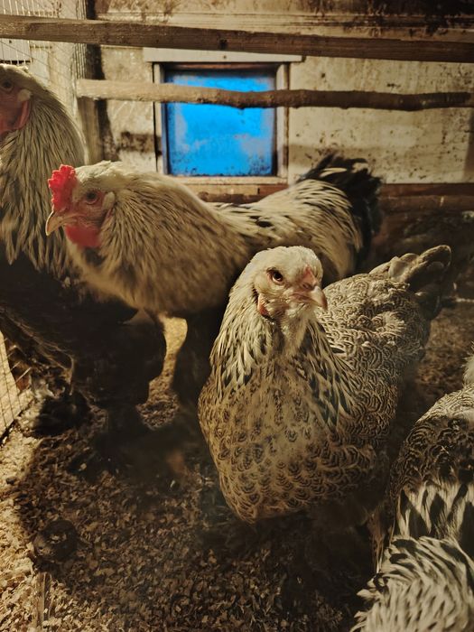 Инкубационное яйцо брамы.