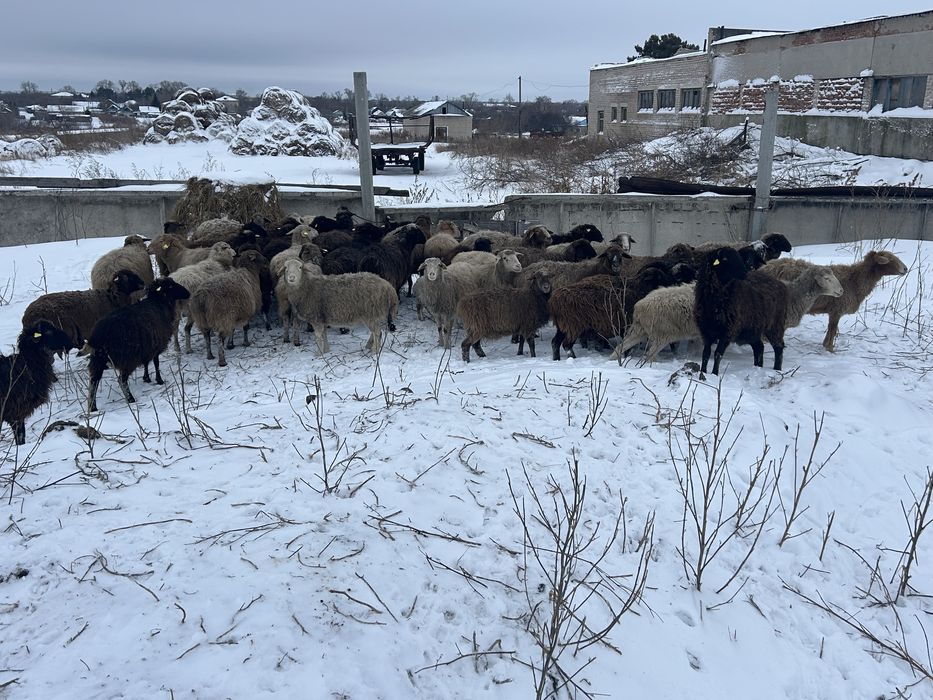 Продам бараны овцы ягнята