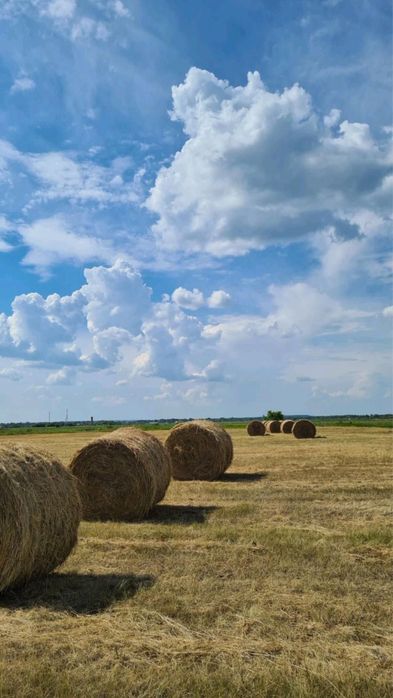 Шөп сатылады, сено рулон
