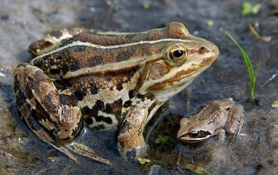 Продаётся лягушка(qurbaqa) жаба