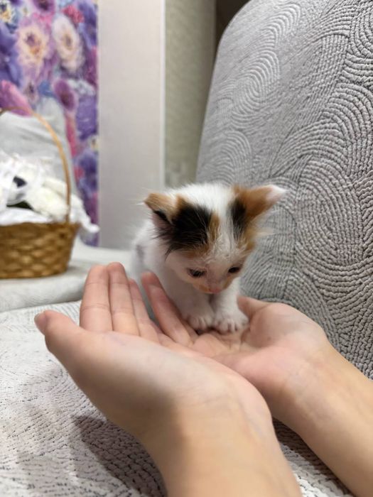 Отдадим котят , две девочки.