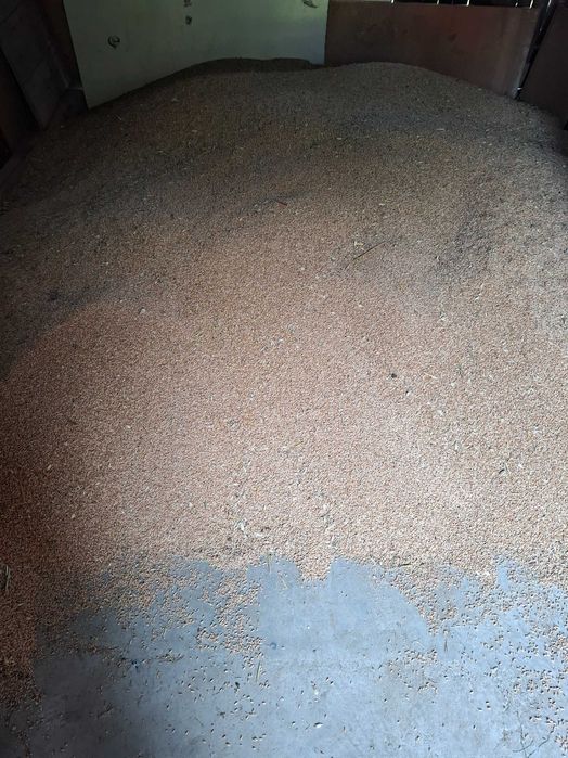 Triticale de vânzare, prod. 2026