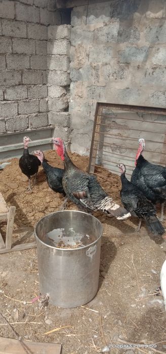 Индюки. Куркетауык.