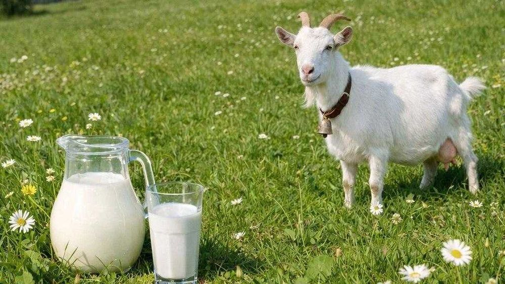 Ешкі сүті Козье молоко