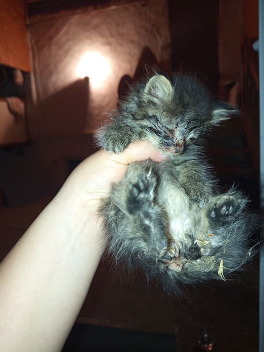 Котята читайте внимательно