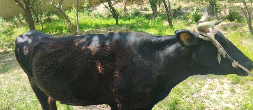 Бугоз ва она бола сигирлар сотилади