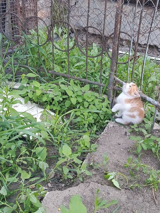 Отдам котят даром