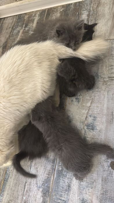 Отдам котят в добрые руки