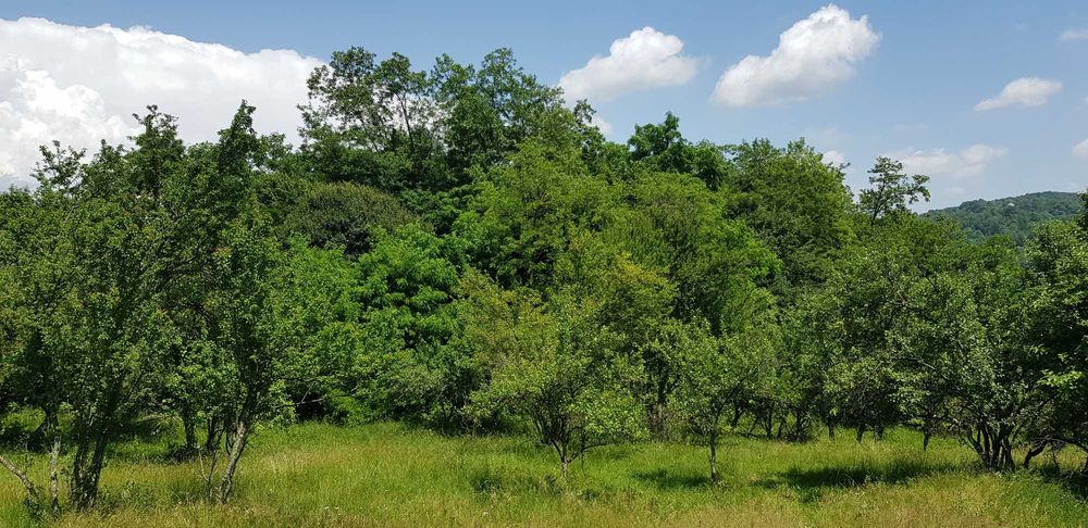 29.000mp lângă Curtea de Argeș, 2 căsuțe, curent electric și apă rețea