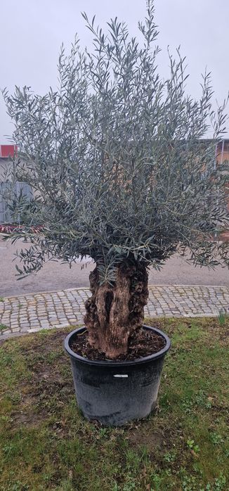 Маслинови   дървета