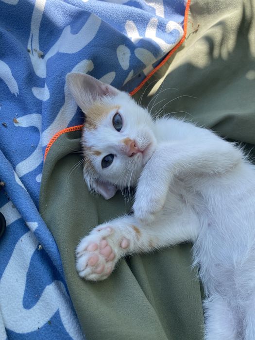 Мъжко коте 2 месеца