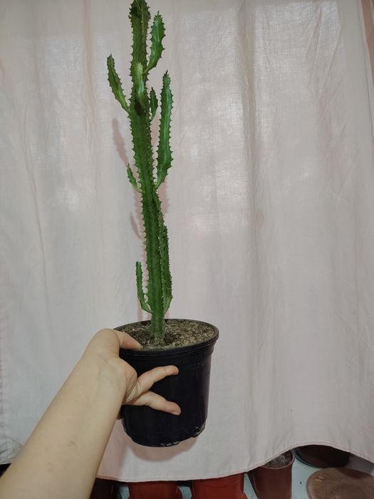 Продается комнатные цветы хона гуллари