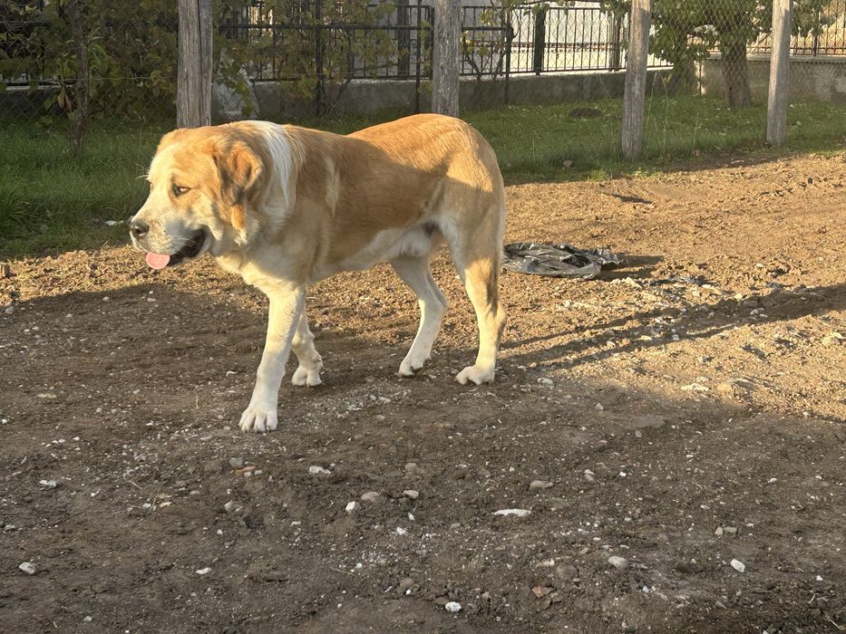 Vand caine ciobanesc